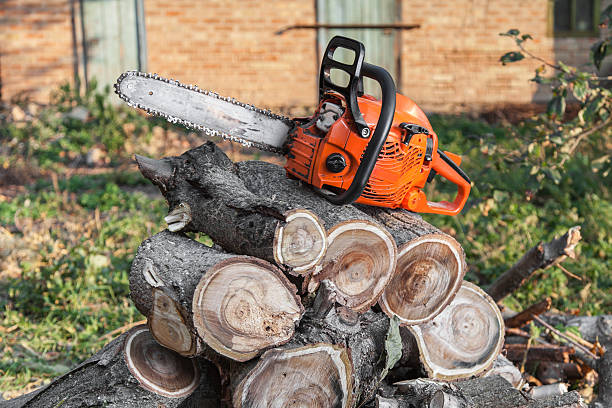 Best Tree Removal Near Me  in Brigham City, UT